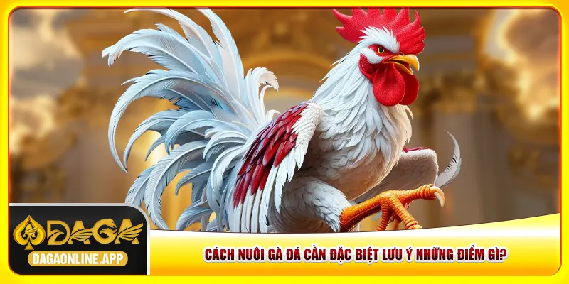 Cách nuôi gà đá cần đặc biệt lưu ý những điểm gì?