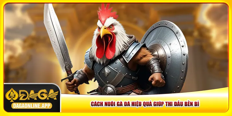 Cách nuôi gà đá hiệu quả giúp thi đấu bền bỉ