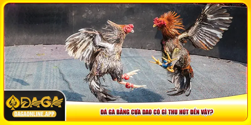 Đá gà bằng cựa dao có gì thu hút đến vậy?