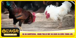Đá Gà Campuchia - Khám Phá Bí Mật Và Cách Cá Cược Thắng Lớn