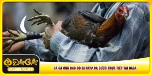 Đá Gà Cựa Dao Có Gì Hay? Cá Cược Trực Tiếp tại Daga