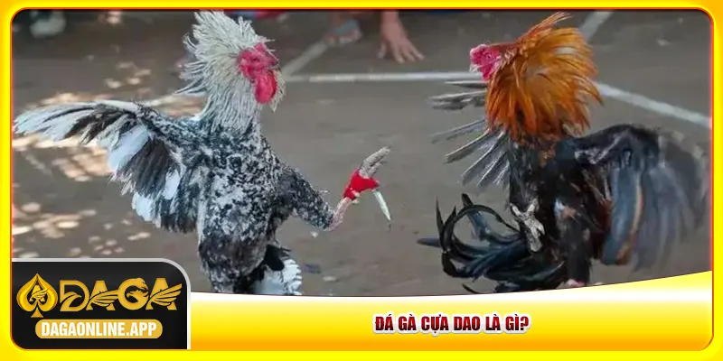Đá gà cựa dao là gì?