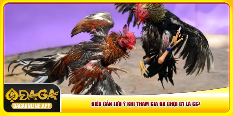 Điều cần lưu ý khi tham gia đá chọi C1 là gì?