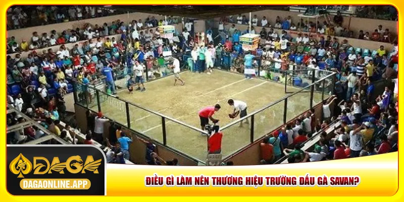 Điều gì làm nên thương hiệu trường đấu gà Savan?