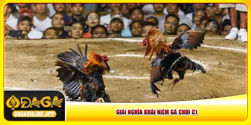 Giải nghĩa khái niệm gà chọi C1
