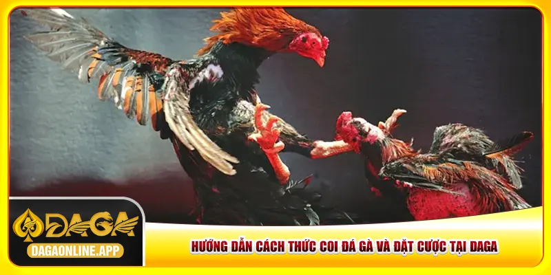 Hướng dẫn cách thức coi đá gà và đặt cược tại Daga