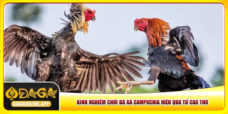 Kinh nghiệm chơi đá gà Campuchia hiệu quả từ cao thủ