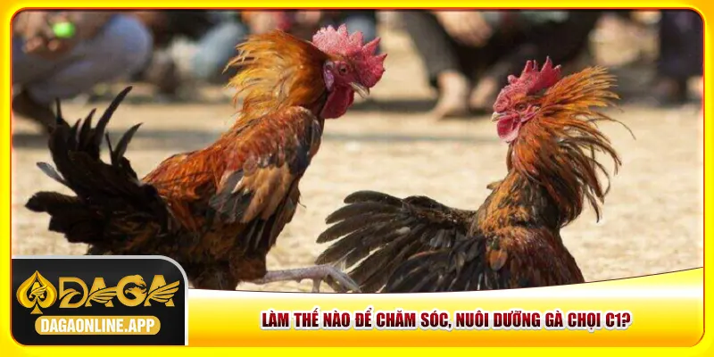 Làm thế nào để chăm sóc, nuôi dưỡng gà chọi C1?