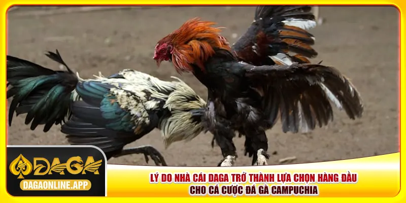 Lý do nhà cái Daga trở thành lựa chọn hàng đầu cho cá cược đá gà Campuchia