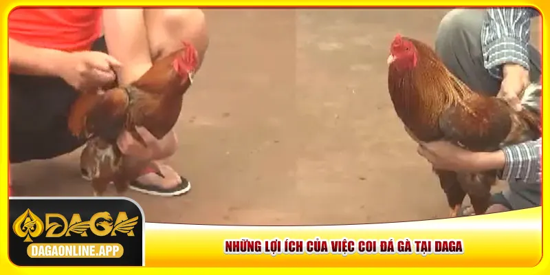 Những lợi ích của việc coi đá gà tại Daga