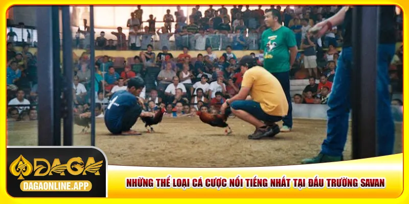 Những thể loại cá cược nổi tiếng nhất tại đấu trường Savan