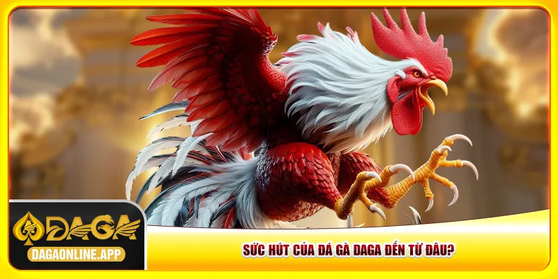 Sức hút của đá gà Daga đến từ đâu?