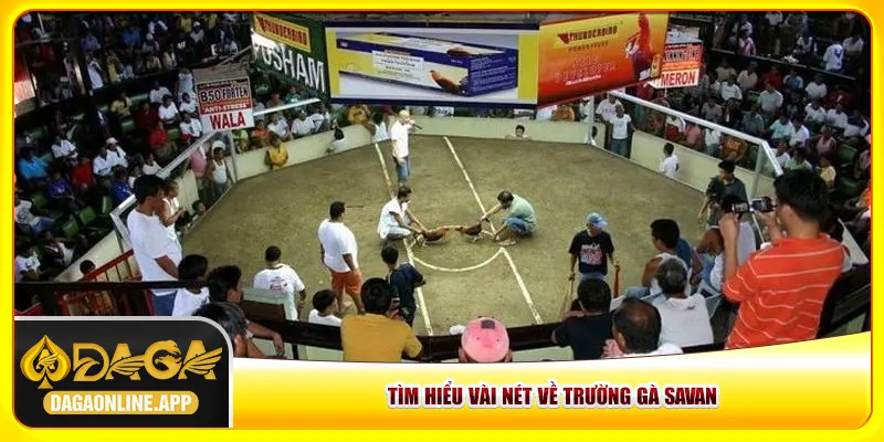 Tìm hiểu vài nét về trường gà Savan