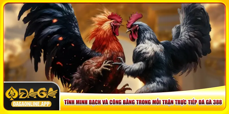 Tính minh bạch và công bằng trong mỗi trận trực tiếp đá gà 388