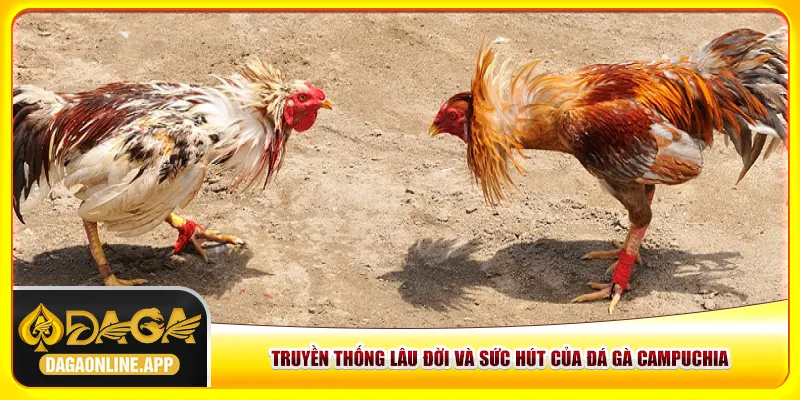 Truyền thống lâu đời và sức hút của đá gà Campuchia