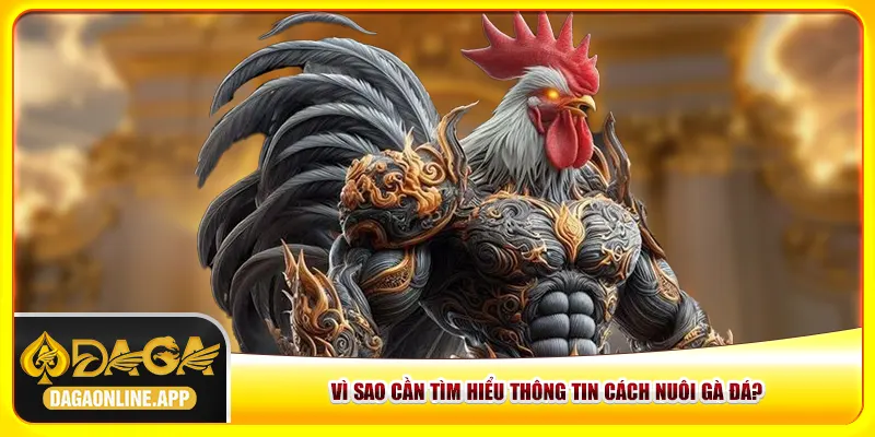 Vì sao cần tìm hiểu thông tin cách nuôi gà đá?